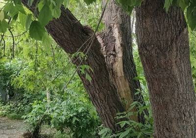 Рязанцы рассказали об угрожающем рухнуть дереве на улице Солнечной - ya62.ru