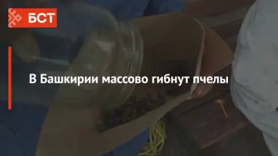 В Башкирии массово гибнут пчелы - bash.news - Башкирия