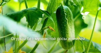 Огурцы без мучнистой росы и гнилей - skuke.net