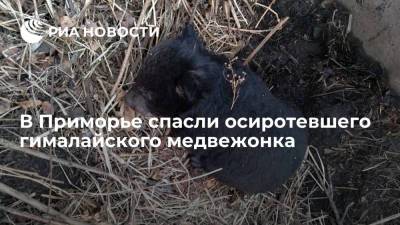 В Приморье спасли осиротевшего гималайского медвежонка - ria.ru - Россия - Приморье край - Владивосток
