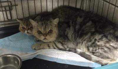 В Уфе завели уголовное дело на женщину, которая сбросила двух кошек с седьмого этажа - mkset.ru - Уфа
