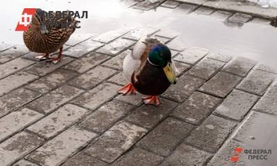 Тюменский депутат похвалился спасением уток на городской дороге - fedpress.ru - Тюмень