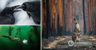 Победителем конкурса BigPicture Natural World стал снимок кенгуру на пепелище - obozrevatel.com - Австралия