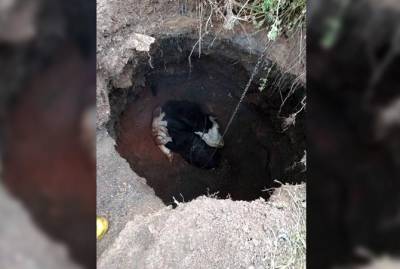 В Кривом Роге 13 спасателей выручали из западни одну корову - kp.ua - Украина - Кривой Рог - Днепропетровская обл. - Гсчс