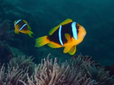 Световое загрязнение сокращает жизнь рыб-клоунов - polit.ru - Мельбурн - Французская Полинезия - Экология