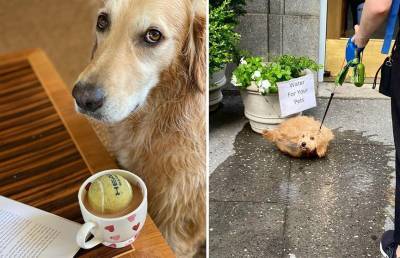 «Один наш пес использует другого, как лошадь»: фотографии собак, которые заставят вас рассмеяться в голос - ont.by