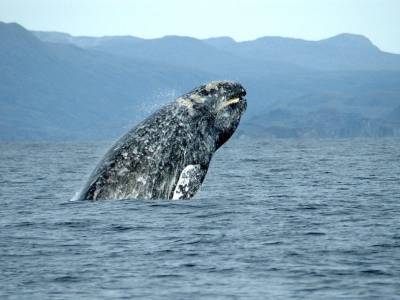 Серый кит добрался до Намибии от берегов Сахалина - polit.ru - Намибия
