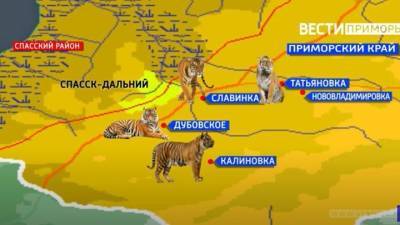 В поисках провизии: тигры пришли в гости к жителям Приморья - vesti.ru - Приморье край - Владивосток - район Спасский
