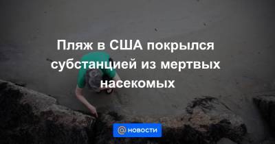 Пляж в США покрылся субстанцией из мертвых насекомых - news.mail.ru - штат Мэн