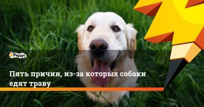 Пять причин, из-за которых собаки едят траву - ridus.ru