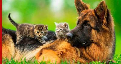 Бесстрашные и дружелюбные: кошки, которые не боятся собак - profile.ru