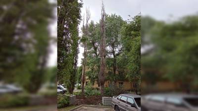 «Не нашлось денег?» Воронежцы пожаловались на оставленные при ремонте двора сухие тополя - vestivrn.ru