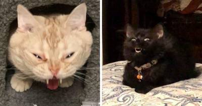 16 нелепых фотографий котов, которые наверняка вызвали бы у моделей желание крикнуть: «Удали!» - skuke.net