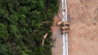Слоновье реалити-шоу: сбежавшее стадо путешествует по Китаю - vesti.ru - Экология