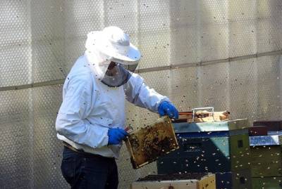 На Ровенщине пчелы закусали насмерть пасечника - kp.ua - Ровенская обл. - район Ровенский