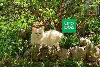 Почему жимолость почти не цветет и дает мало ягод - skuke.net - Виноград