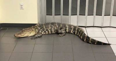 Во Флориде аллигатор зашел на почту и напугал посетителей - ren.tv - США - USA - шт.Флорида