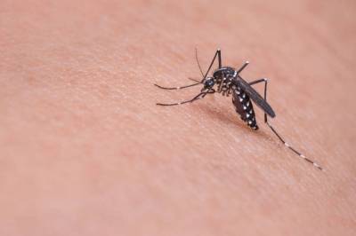 Как избавиться от неприятных ощущений после укуса комара - skuke.net
