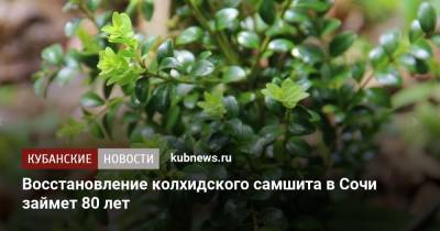 Восстановление колхидского самшита в Сочи займет 80 лет - kubnews.ru - Сочи - Краснодарский край - с. 2012 Года