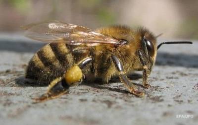 В Ровенской области мужчина умер от укусов пчел - korrespondent.net - район Ровенский