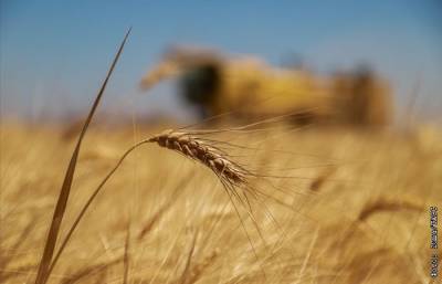 Экспортная пошлина на пшеницу из РФ с 16 июня вырастет до $33,3 - interfax.ru - Москва