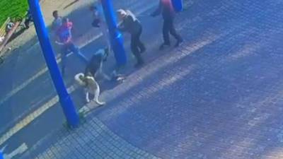 В окрестностях Петербурга алабай убил маленькую собаку. Видео - vesti.ru - Ленинградская обл. - Санкт-Петербург