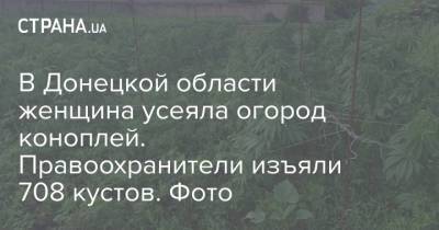 В Донецкой области женщина усеяла огород коноплей. Правоохранители изъяли 708 кустов. Фото - strana.ua - Донецкая обл.