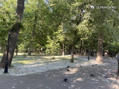 Тополиный пух, пандус и волейбол. О чем спрашивают ульяновцы в соцсетях - ulpravda.ru - Ульяновск
