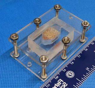 Ученые напечатали печень человека на 3D-принтере - techno.bigmir.net - шт.Северная Каролина