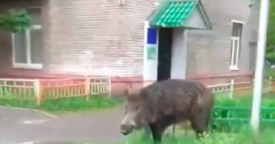 На улицах Подмосковья появился кабан Валера - moslenta.ru - Московская обл. - Экология