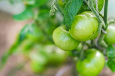 Более 70% теплиц планируют расширяться в ближайшие пять лет - agroportal.ua