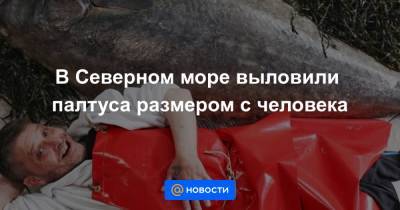 Анна Лысенко - В Северном море выловили палтуса размером с человека - news.mail.ru - Шотландия
