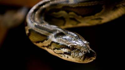 Две огромные змеи приползли в квартиру саратовчанки по трубам — видео - 5-tv.ru