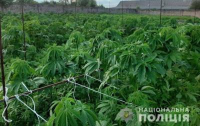 В двух областях выявили плантации с коноплей - korrespondent.net - Херсонская обл. - район Каховский - Донецкая обл.