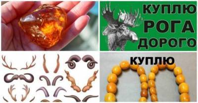 Загадка объявлений: зачем дорого покупают рога и какой нужен янтарь - skuke.net - Китай - Саудовская Аравия - Интересно