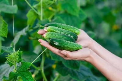 7 причин плохого урожая огурцов - yur-gazeta.ru