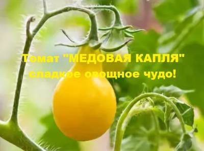 Томат «Медовая капля» – сладкое овощное чудо: характеристика и описание, выращивание, уход и заготовки - yur-gazeta.ru