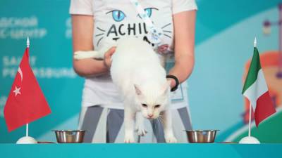 Кот Ахилл предсказал победу Италии в первом матче Евро-2020 - iz.ru - Санкт-Петербург - Турция - Рим