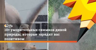 10+ уморительных снимков дикой природы, которые зарядят вас позитивом - ridus.ru