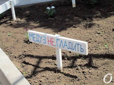«Медуз на гладить»: на одесской набережной вырастили «мотивационную» поляну (фото) - odessa-life.od.ua - Одесса