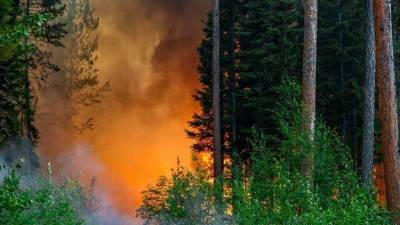 В Тюменской области завели 21 уголовное дело по фактам лесных пожаров - russian.rt.com - Тюмень - Тюменская обл.