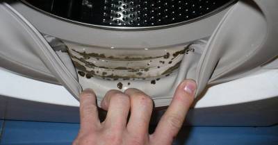В стиральной машине обнаружила плесень, но слезами смыть ее не смогла - skuke.net