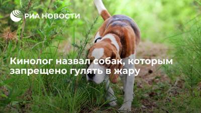 Владимир Голубев - Президент Российской кинологической федерации рассказал, каким собакам противопоказана жара - ria.ru - Москва - Россия