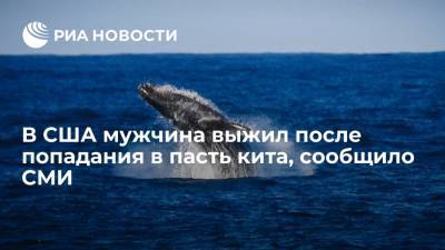В США мужчина выжил после попадания в пасть горбатого кита, сообщило издание Cape Cod Times - ria.ru - США - Вашингтон - шт. Массачусетс