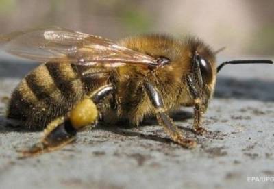 В Ровенской области мужчина умер от укусов пчел - facenews.ua - район Ровенский