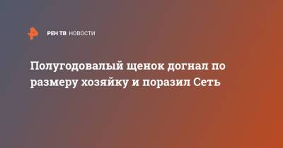 Полугодовалый щенок догнал по размеру хозяйку и поразил Сеть - ren.tv