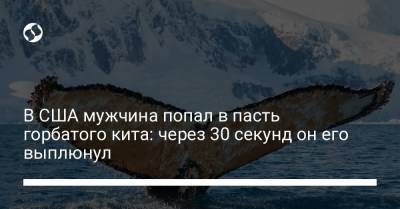 В США мужчина попал в пасть горбатого кита: через 30 секунд он его выплюнул - liga.net - Boston