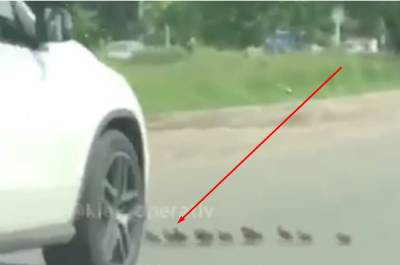 Водитель специально переехал утят в Киеве, видео: негодяя разыскивают - politeka.net - Киев