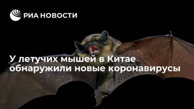 Джонс Хопкинс - Китайские ученые обнаружили новые виды коронавирусов у летучих мышей - ria.ru - Москва - Россия - Китай - Италия - Франция