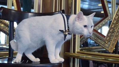 Кот-пророк Ахилл из Эрмитажа предсказал исход матча Бельгии с Россией - 5-tv.ru - Бельгия